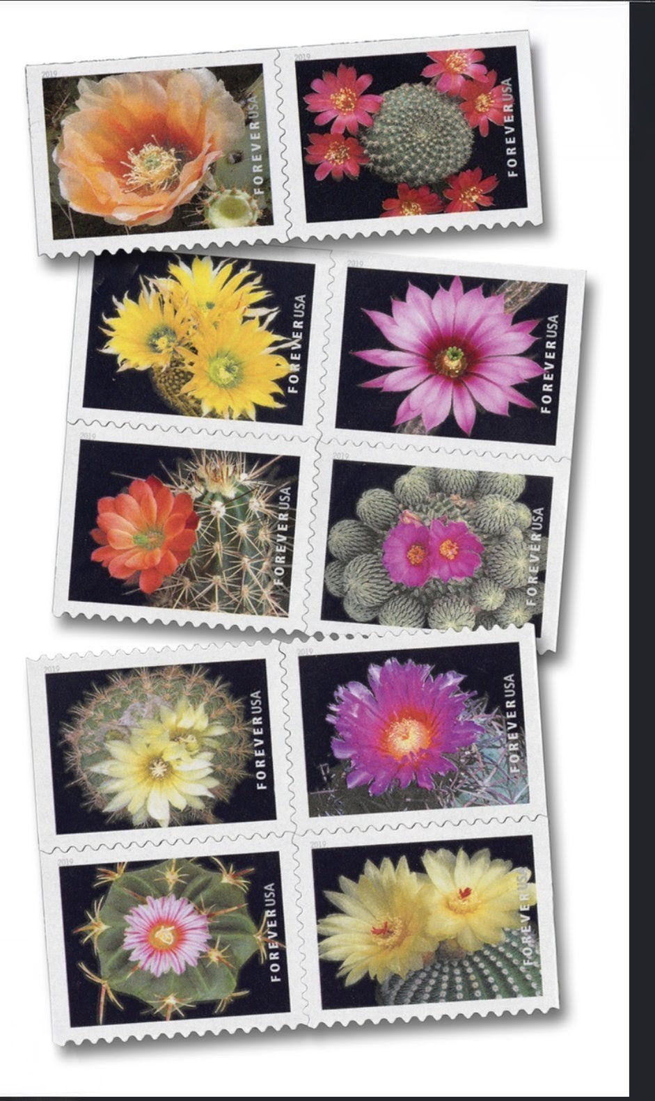 2019 Cactus Flower Forever USA Stamp Booklet Of 20, Multicolor
