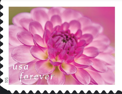 Dahlia