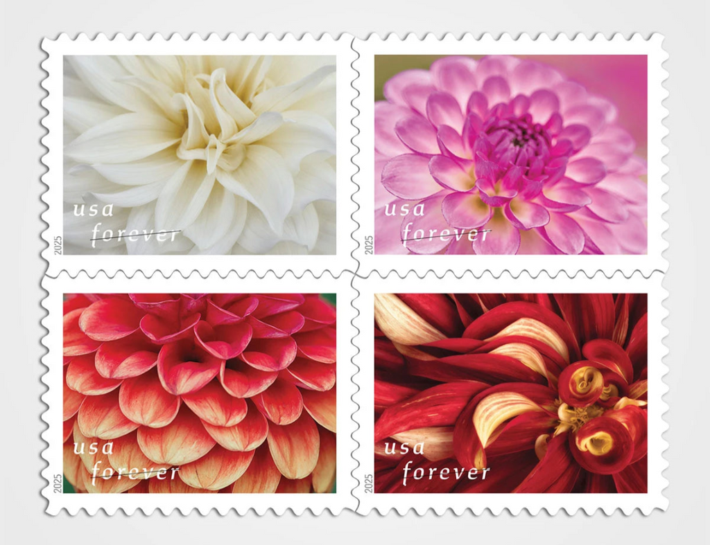 Dahlia
