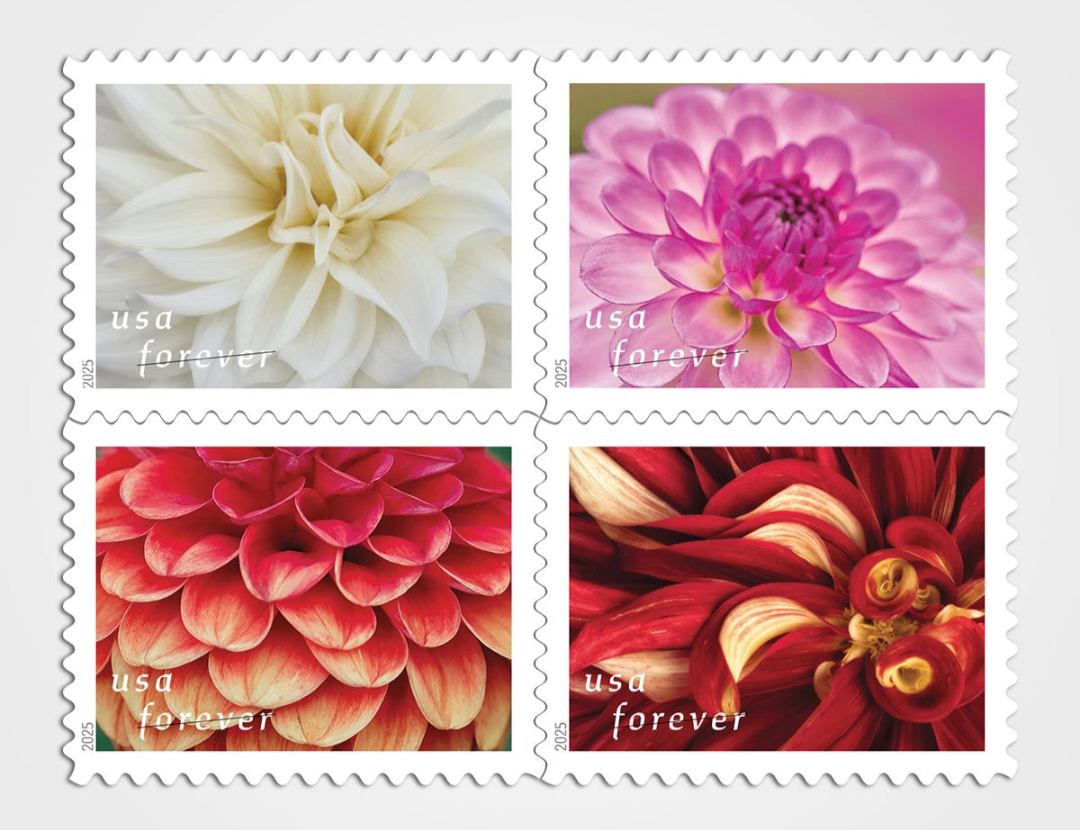 Dahlia