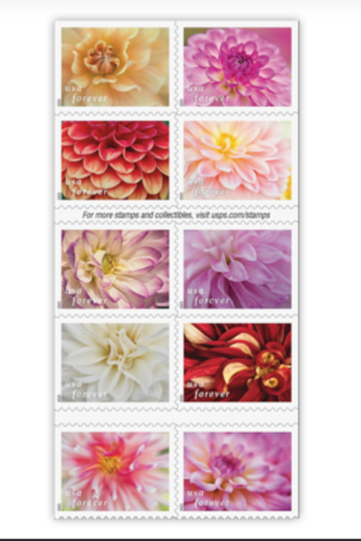 Dahlia
