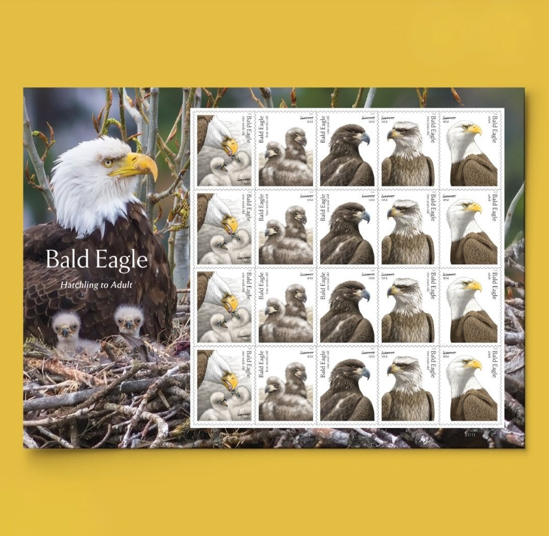 Bald Eagle: Hatchling to Adult