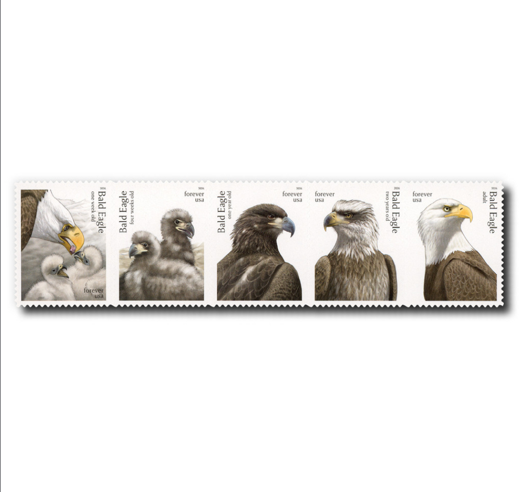 Bald Eagle: Hatchling to Adult
