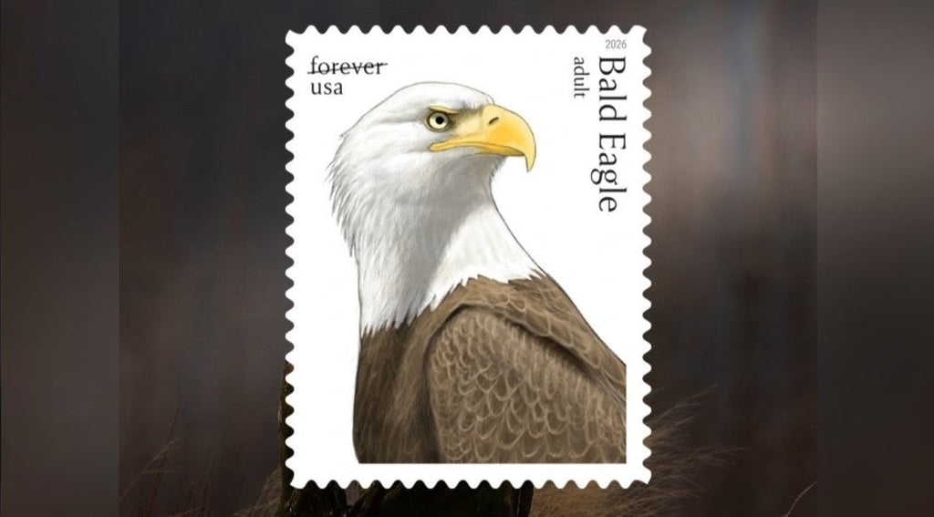 Bald Eagle: Hatchling to Adult