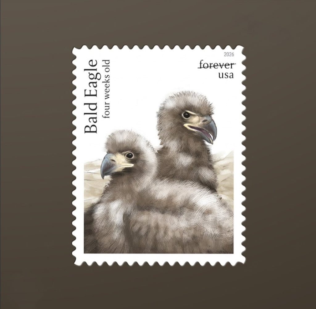 Bald Eagle: Hatchling to Adult