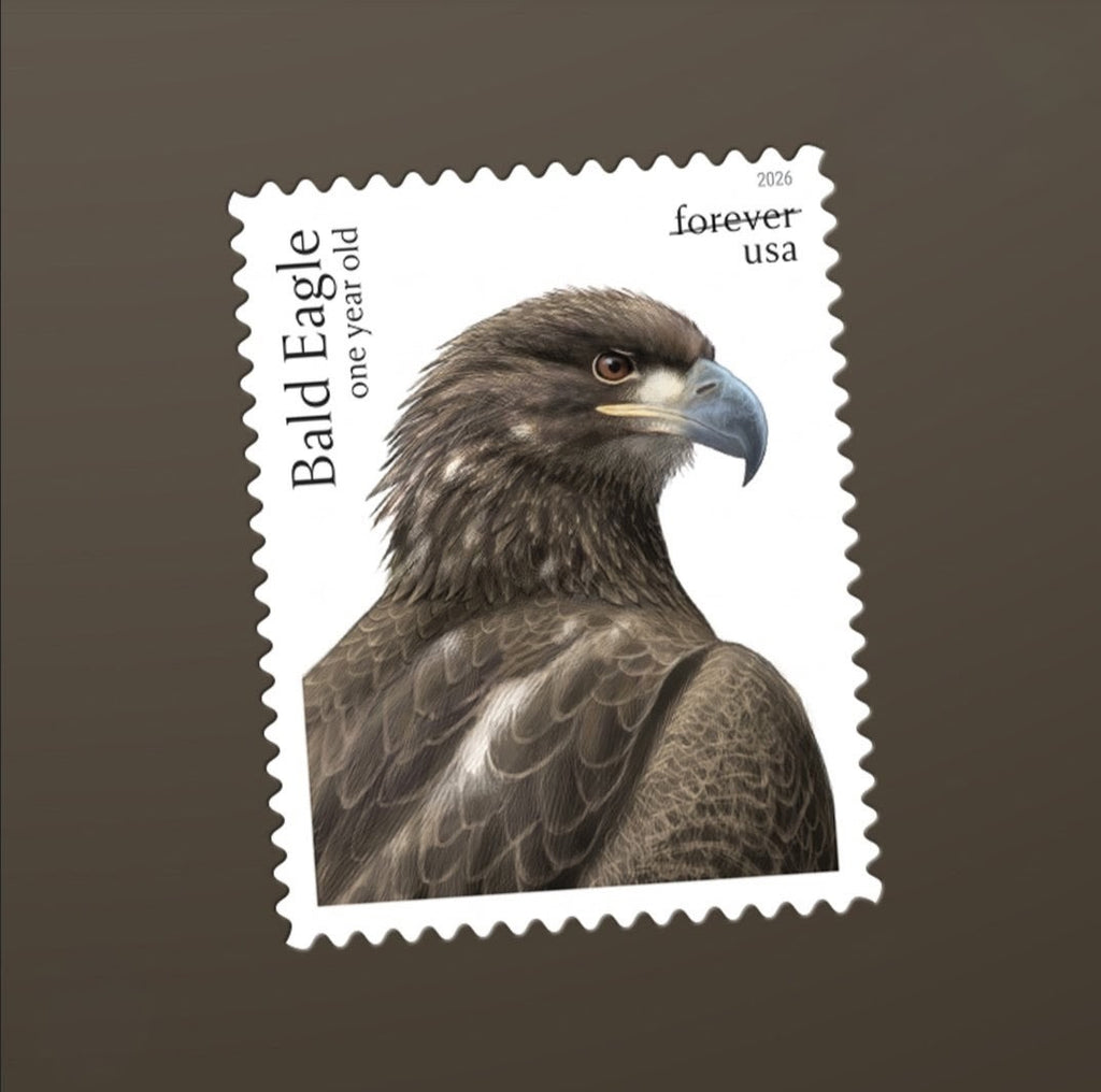 Bald Eagle: Hatchling to Adult