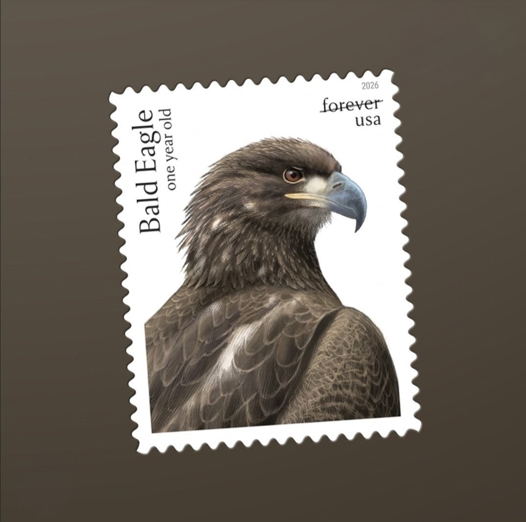 Bald Eagle: Hatchling to Adult